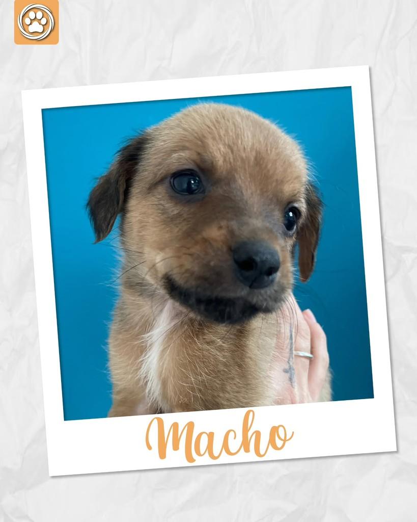 Machi, cachorro de porte médio para adoção em São Paulo - SP