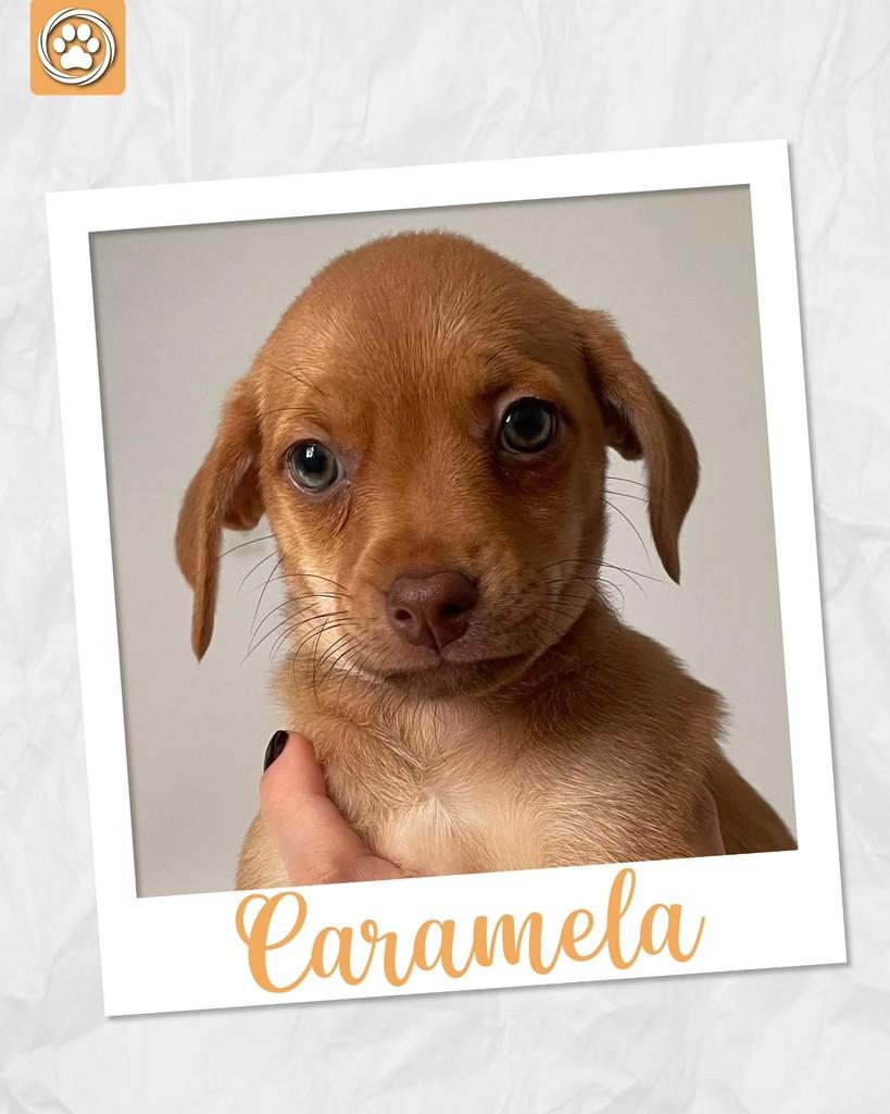Caramela, cadela de porte médio para adoção em São Paulo - SP