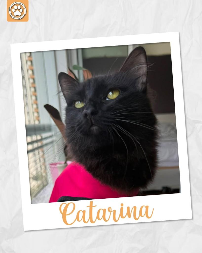 Catarina, gata para adoção em São Paulo - SP
