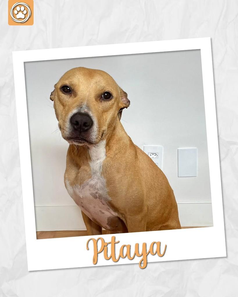 Pitaya, cadela de porte médio para adoção em São Paulo - SP