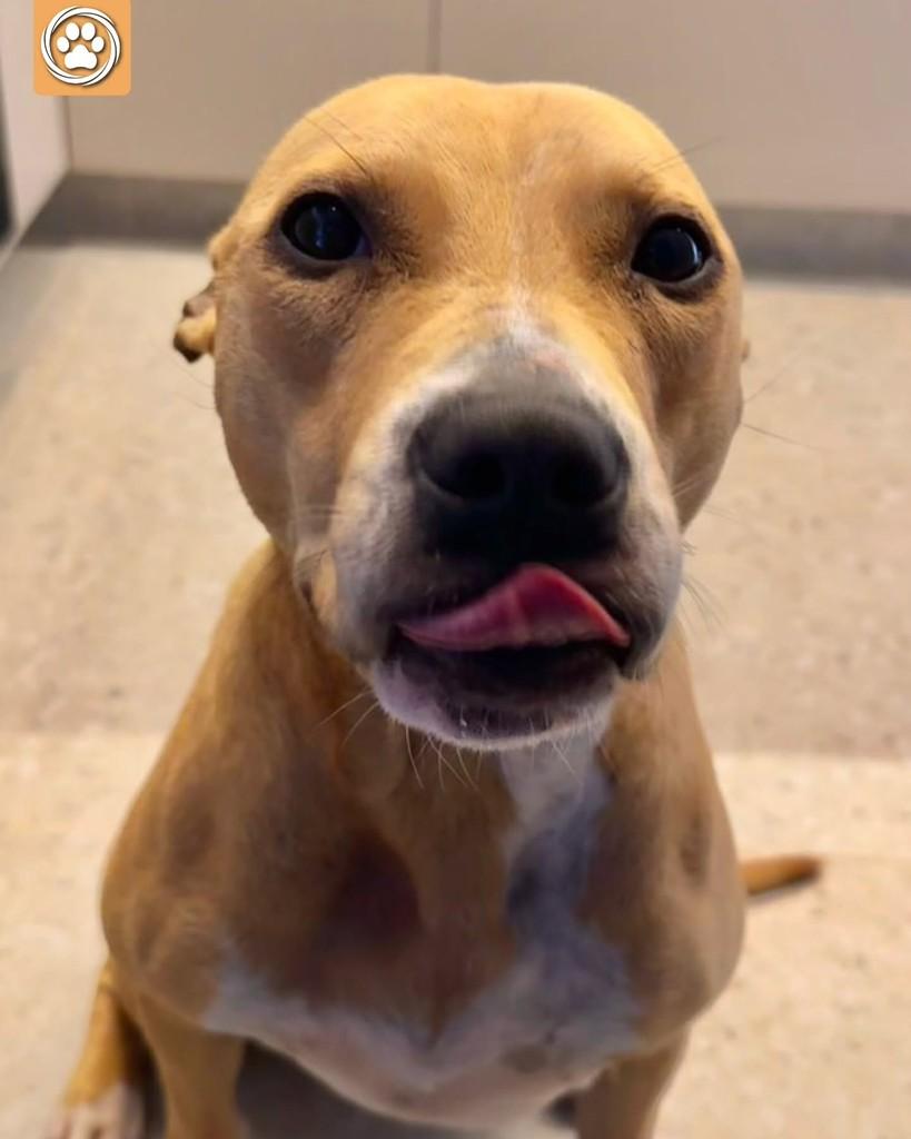 Pitaya, cadela de porte médio para adoção em São Paulo - SP — foto 4 de 5