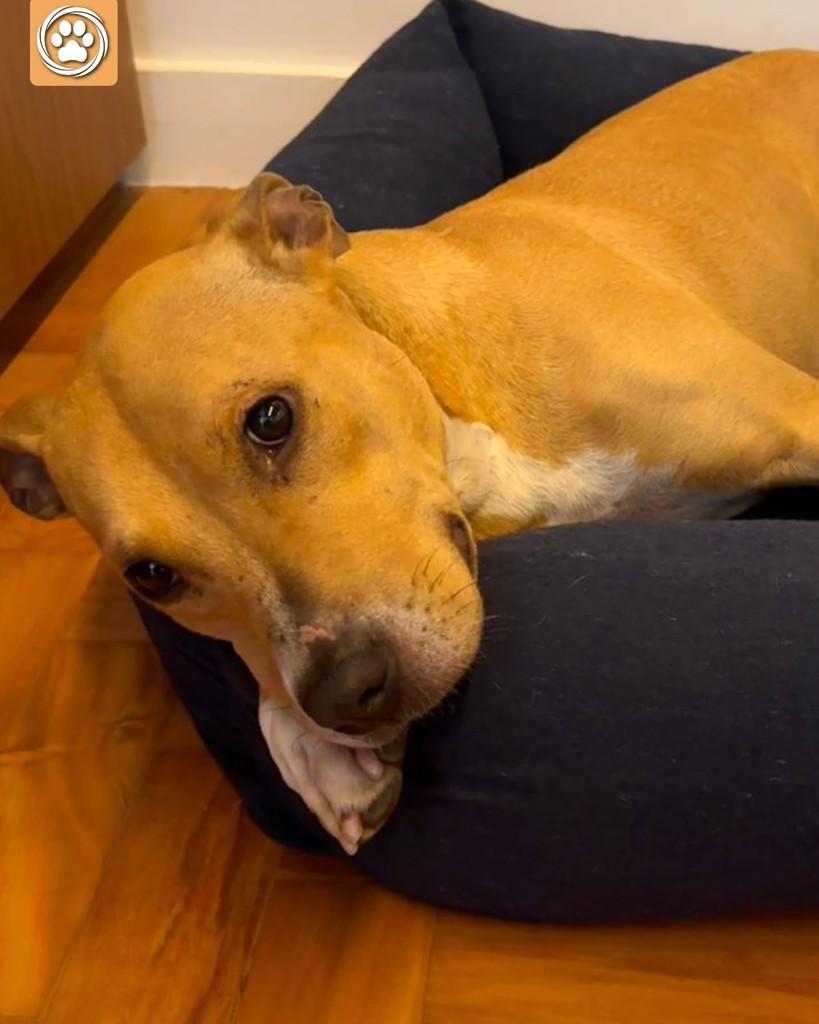 Pitaya, cadela de porte médio para adoção em São Paulo - SP — foto 5 de 5
