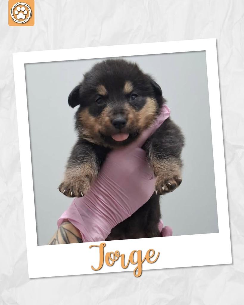 Jorge, cachorro de porte médio para adoção em São Paulo - SP