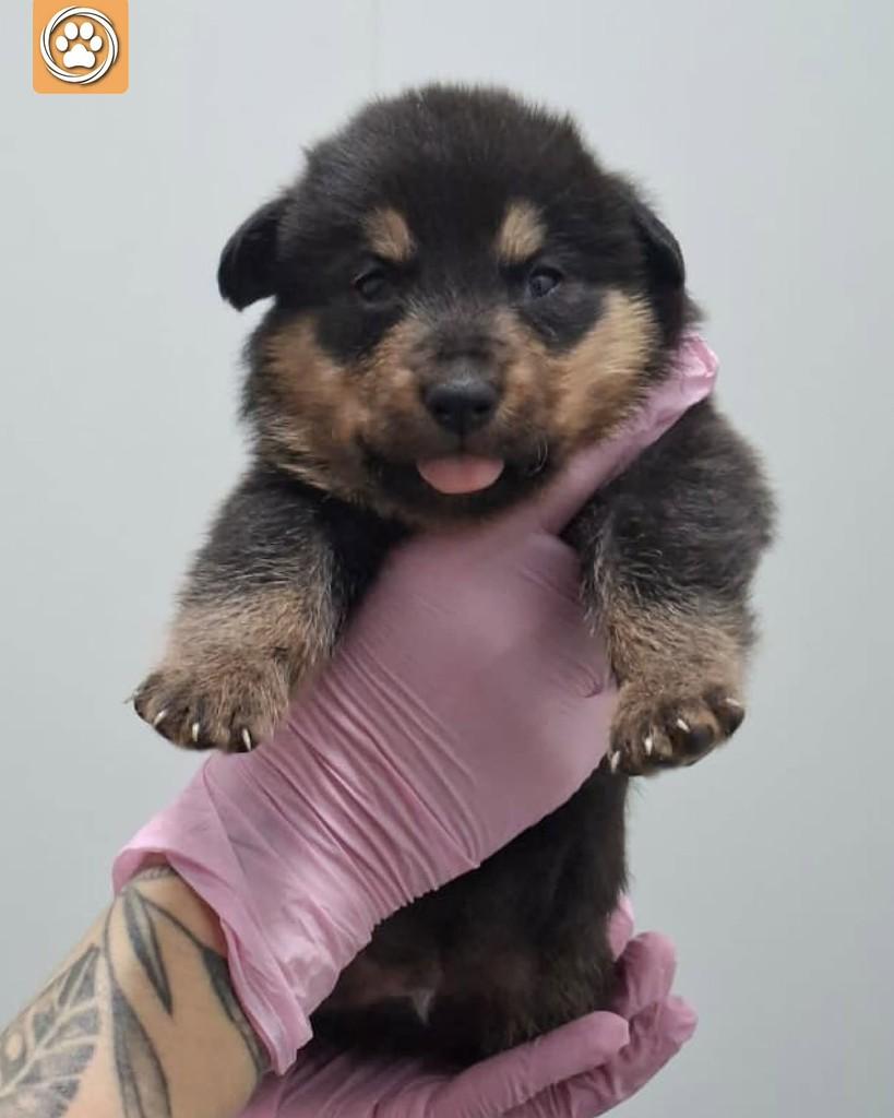 Jorge, cachorro de porte médio para adoção em São Paulo - SP — foto 2 de 5