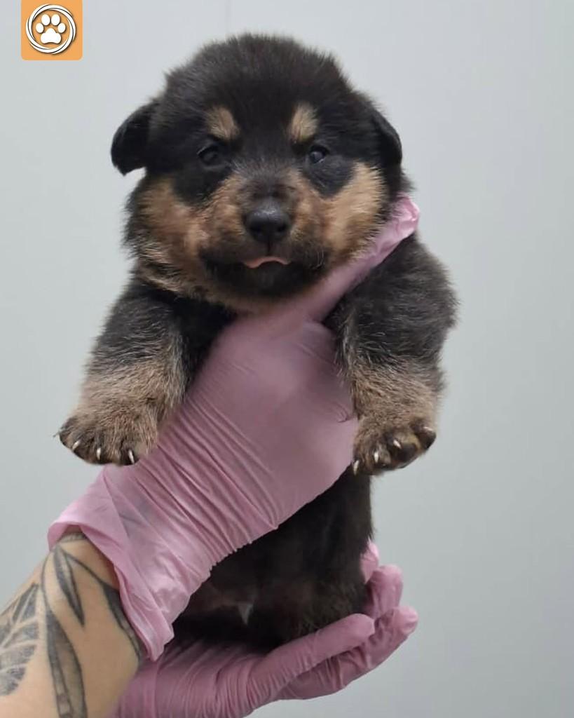 Jorge, cachorro de porte médio para adoção em São Paulo - SP — foto 3 de 5