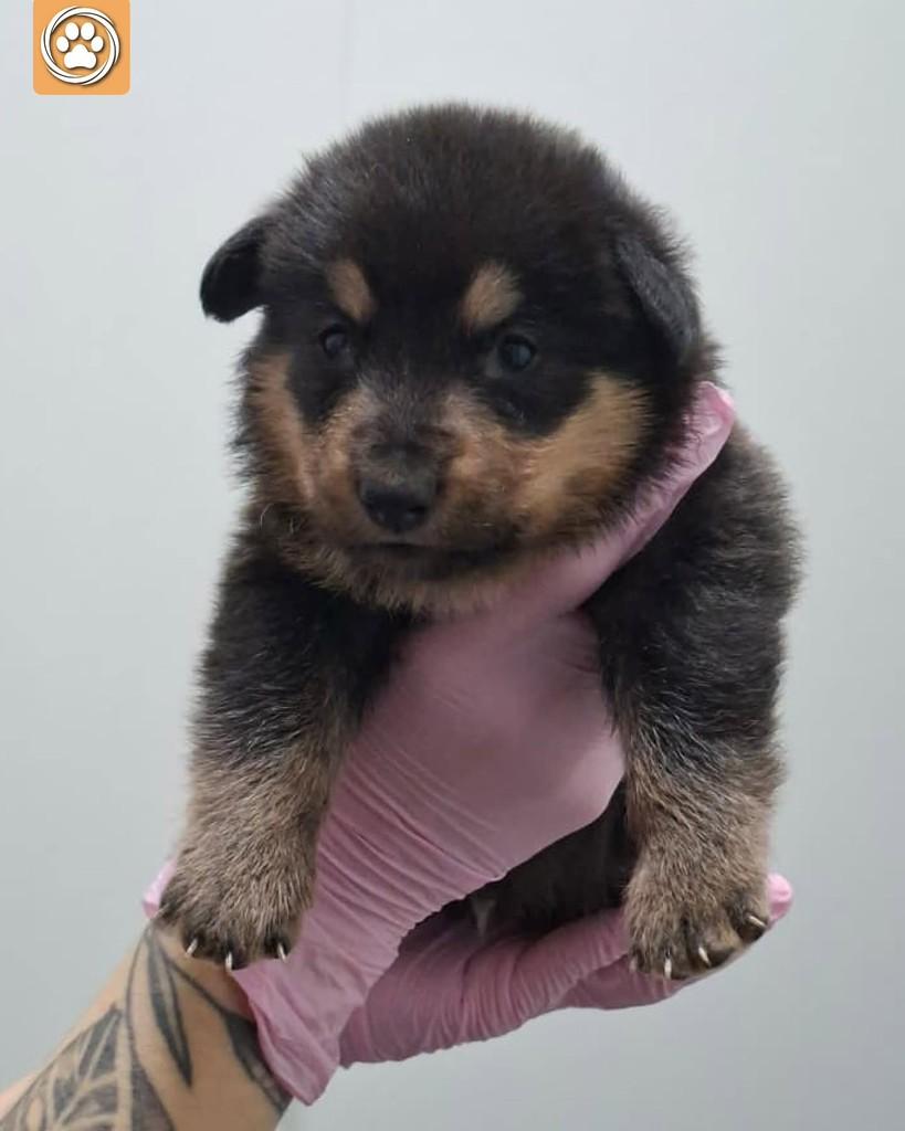 Jorge, cachorro de porte médio para adoção em São Paulo - SP — foto 4 de 5