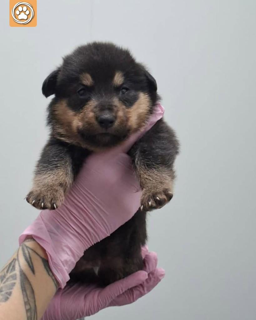 Jorge, cachorro de porte médio para adoção em São Paulo - SP — foto 5 de 5