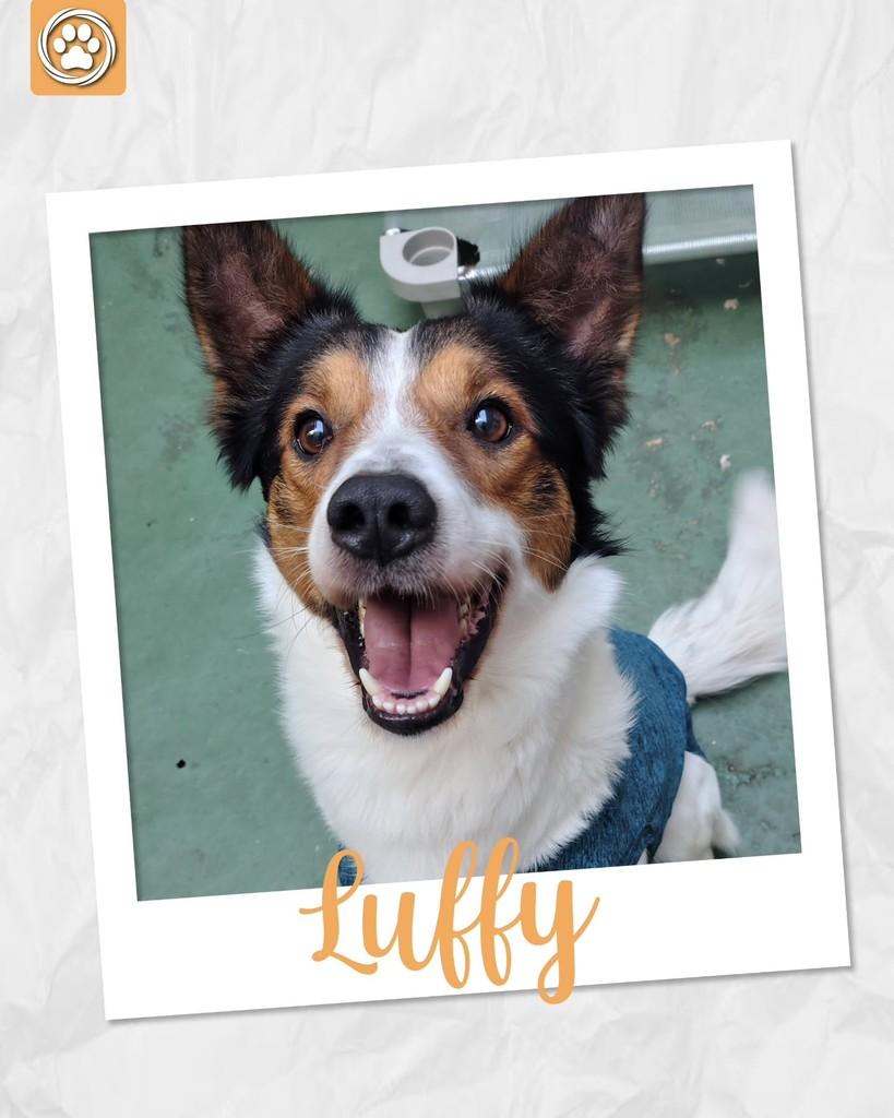 Luffy, cachorro de porte médio para adoção em São Paulo - SP