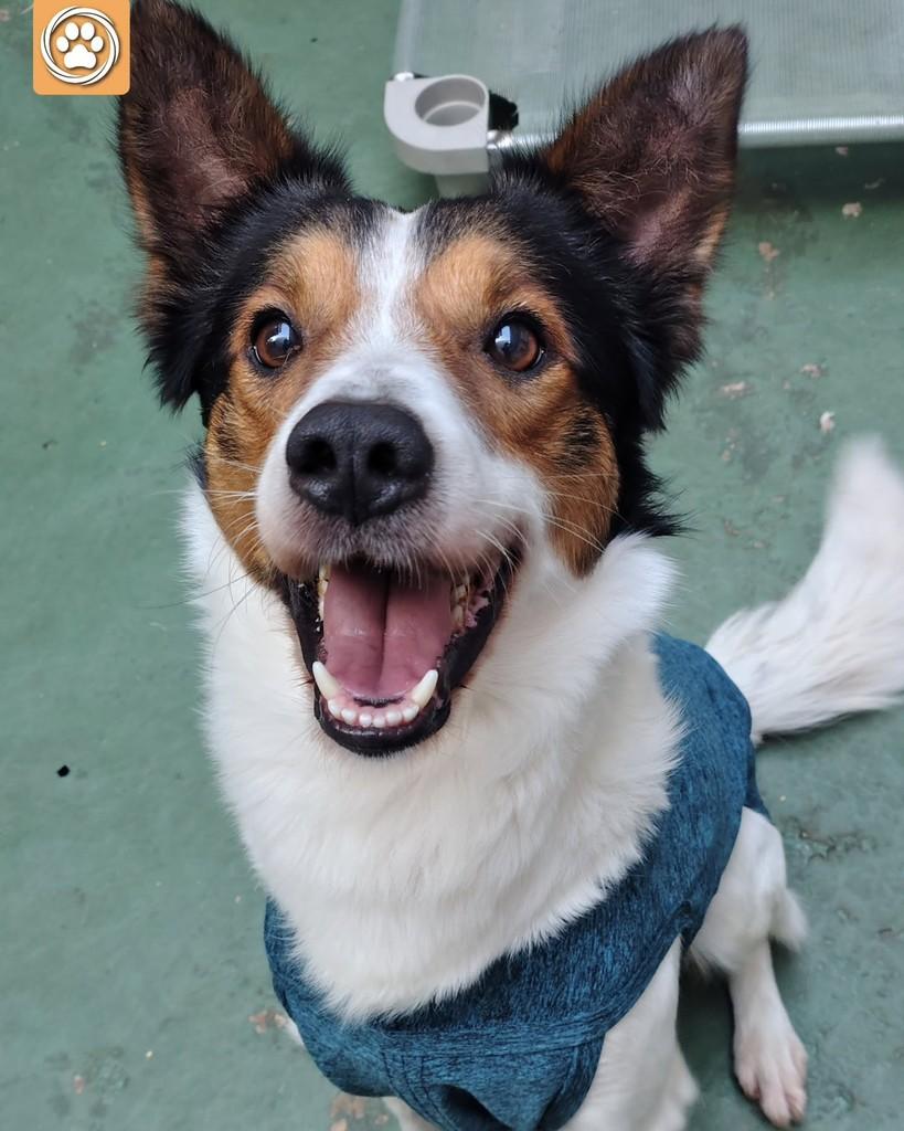Luffy, cachorro de porte médio para adoção em São Paulo - SP — foto 2 de 5