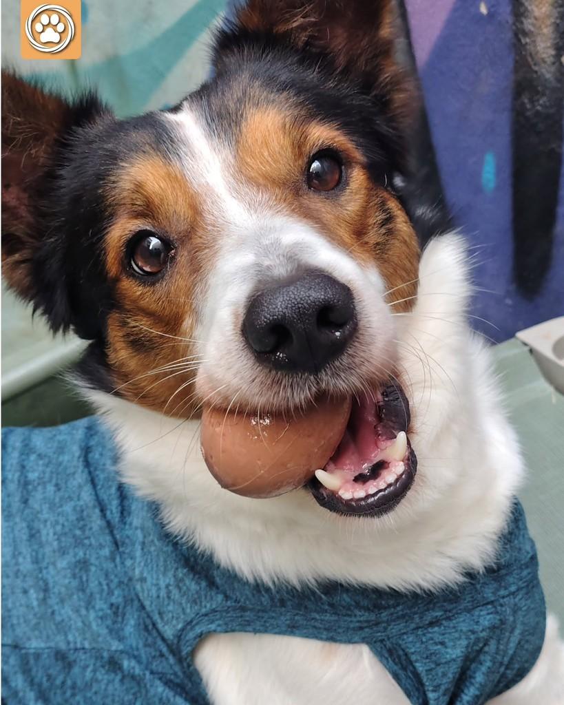 Luffy, cachorro de porte médio para adoção em São Paulo - SP — foto 3 de 5