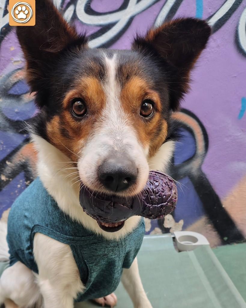 Luffy, cachorro de porte médio para adoção em São Paulo - SP — foto 4 de 5