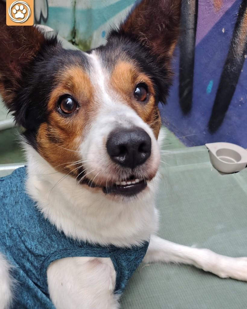 Luffy, cachorro de porte médio para adoção em São Paulo - SP — foto 5 de 5