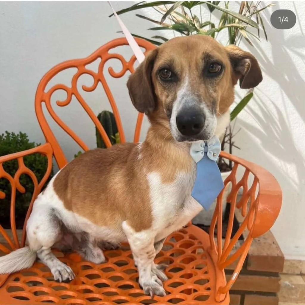 Este lindo menino, cachorro de porte pequeno para adoção em Guaratinguetá - SP