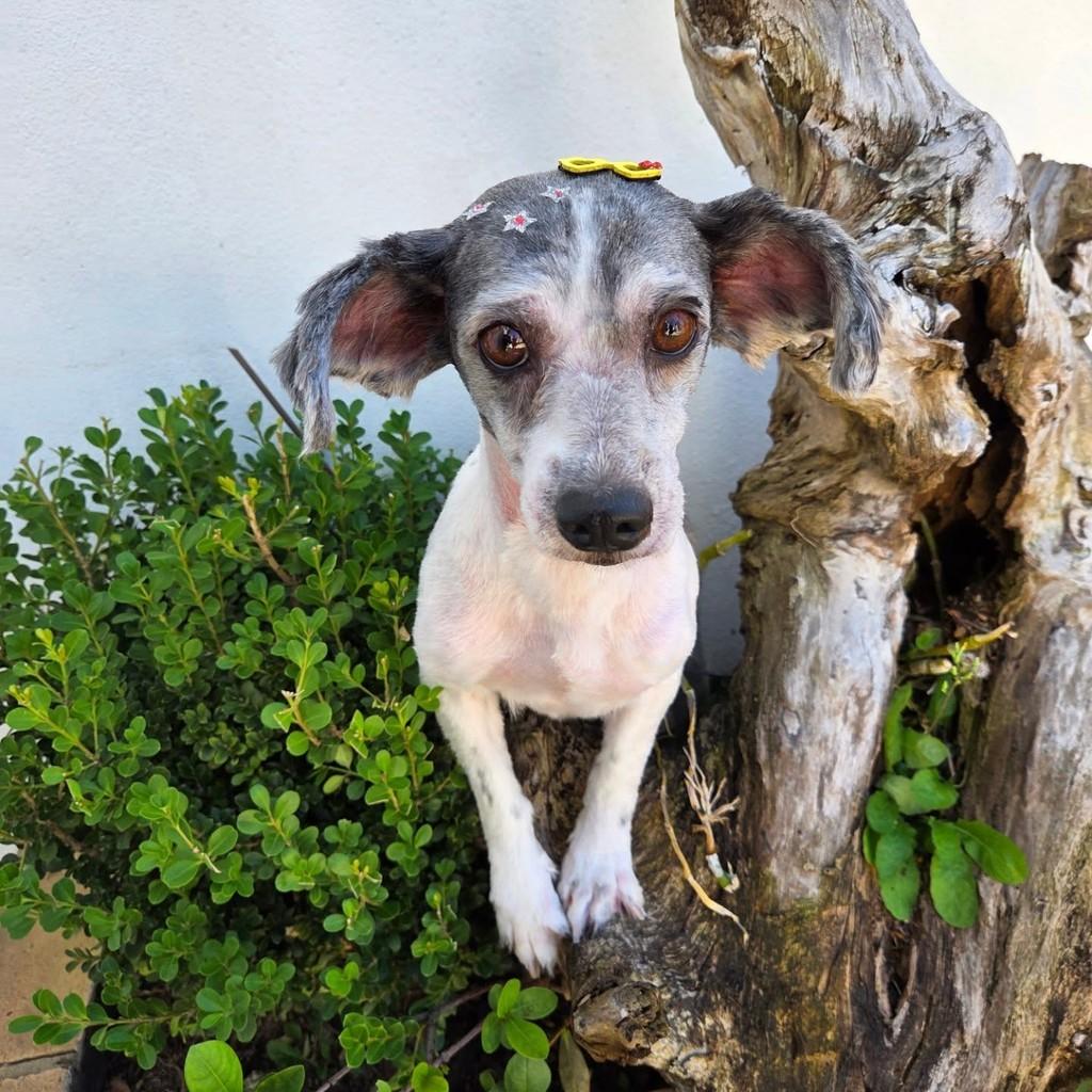Guerreira, cachorro de porte pequeno para adoção em Guaratinguetá - SP