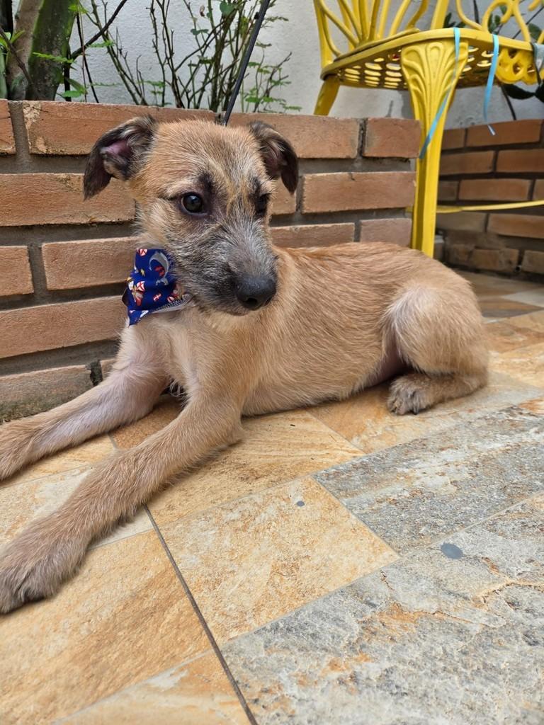 Sou, cachorro de porte pequeno para adoção em Guaratinguetá - SP