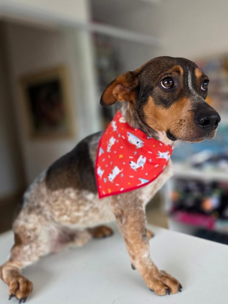 Blue Heeler, cachorro de porte pequeno para adoção em Guaratinguetá - SP