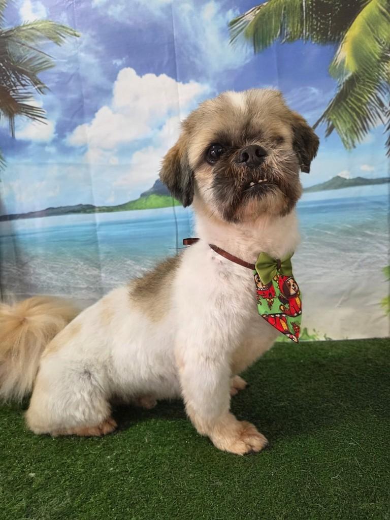 Shih-tzu, cachorro de porte pequeno para adoção em Guaratinguetá - SP