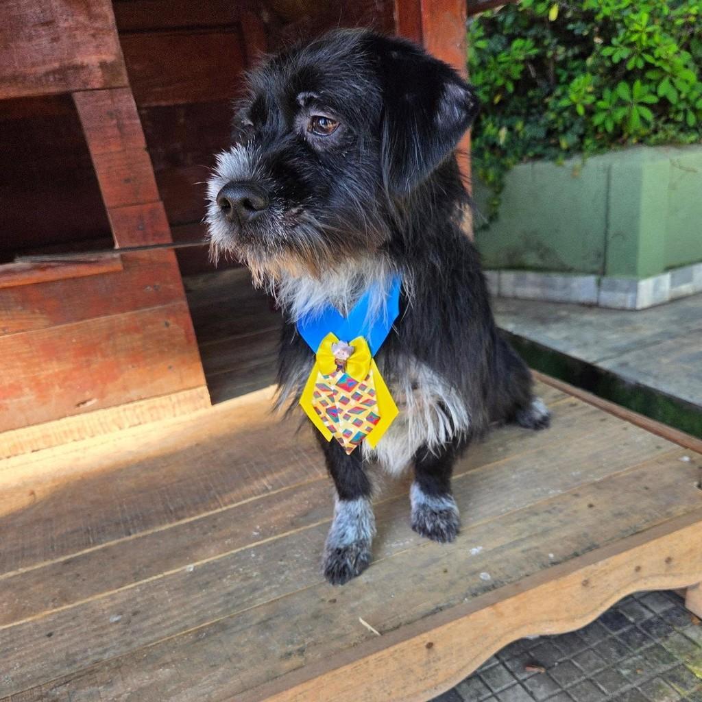 Sou Um Menino, cachorro de porte pequeno para adoção em Guaratinguetá - SP
