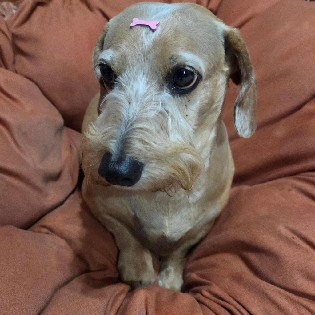 Basset Peluda, cadela de porte pequeno para adoção em Guaratinguetá - SP