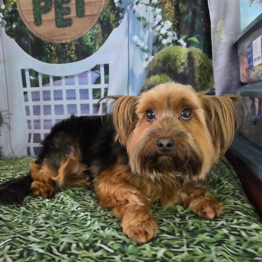 Yorck, cachorro de porte pequeno para adoção em Guaratinguetá - SP