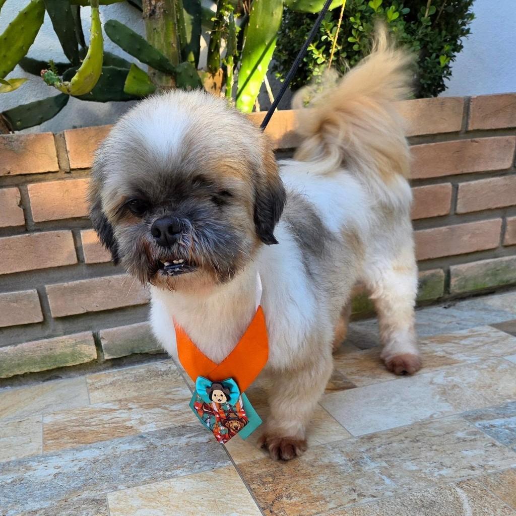 Piratinha, cachorro de porte pequeno para adoção em Guaratinguetá - SP