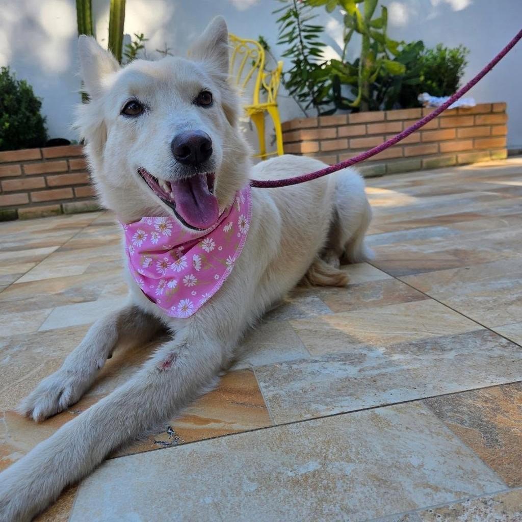 Linda, cadela de porte médio para adoção em Guaratinguetá - SP
