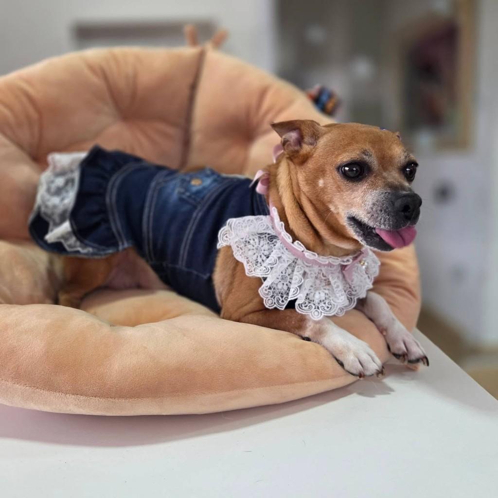 Gorducha, cachorro de porte pequeno para adoção em Guaratinguetá - SP