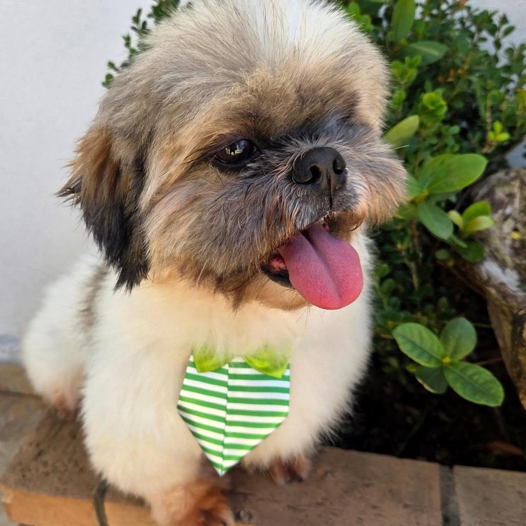Pratinha, cachorro de porte pequeno para adoção em Guaratinguetá - SP