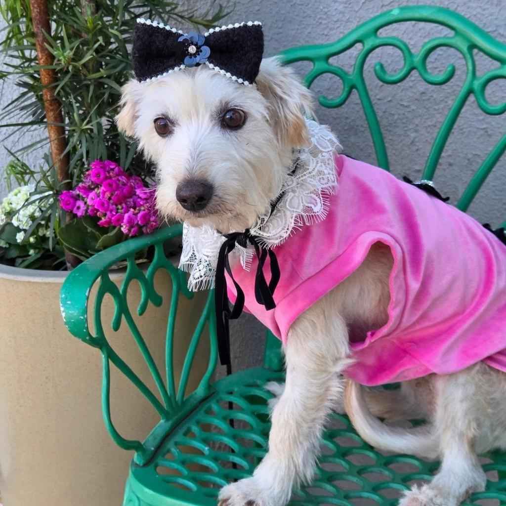 Sou uma menina fofa linda, cadela de porte pequeno para adoção em Guaratinguetá - SP