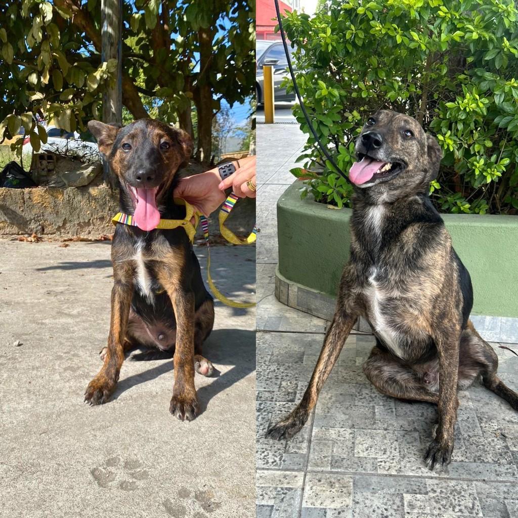 Rajado, cachorro de porte grande para adoção em Guaratinguetá - SP