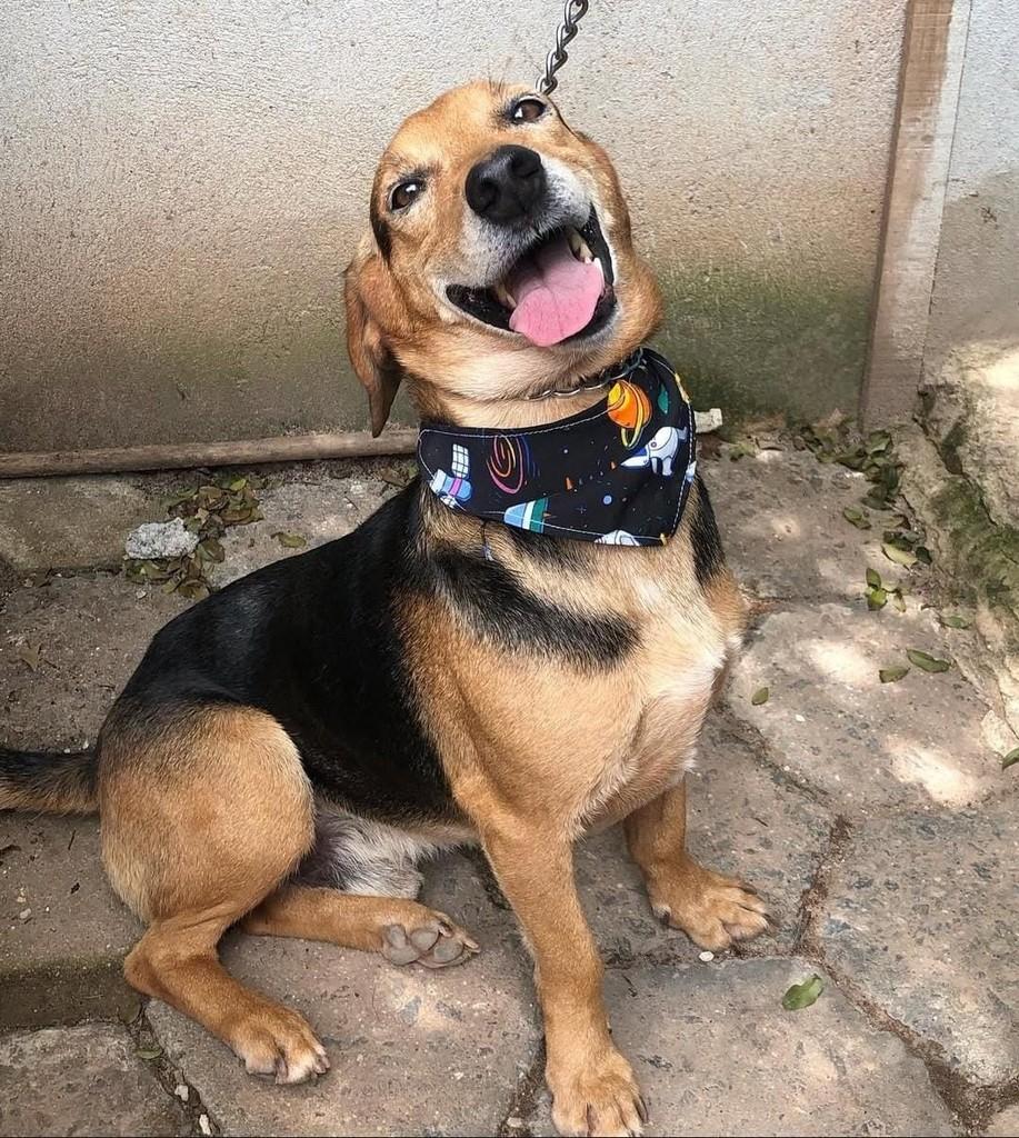 Snoopy, cachorro de porte médio para adoção em Guaratinguetá - SP