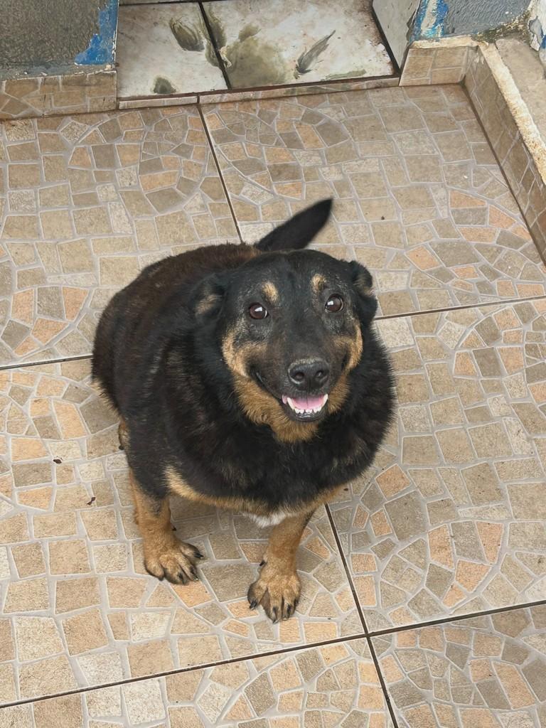 Nega, cadela de porte médio para adoção em Guaratinguetá - SP