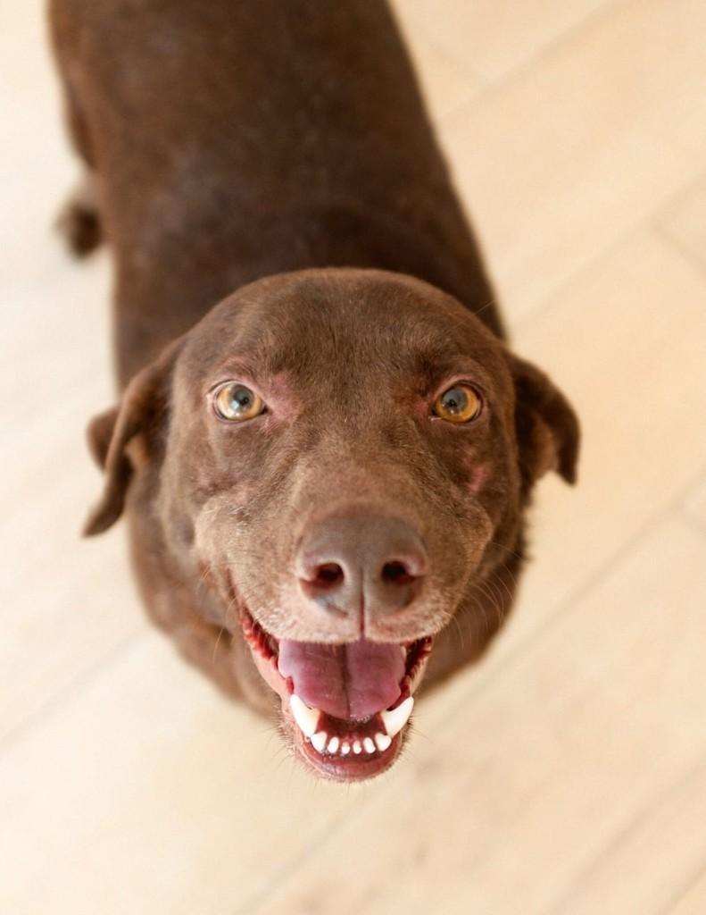 Chocolate, cachorro de porte pequeno para adoção em Guaratinguetá - SP