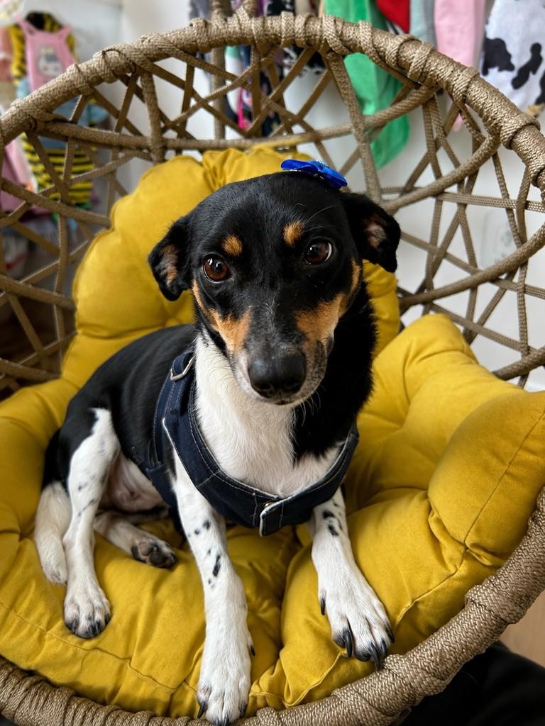 Mocinha, cachorro de porte pequeno para adoção em Guaratinguetá - SP