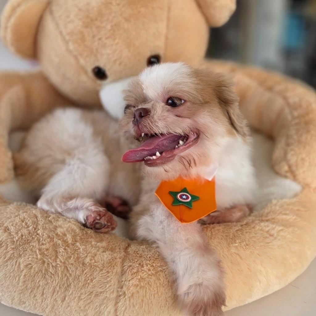 Sou bebê shih-tzu, cachorro de porte pequeno para adoção em Guaratinguetá - SP