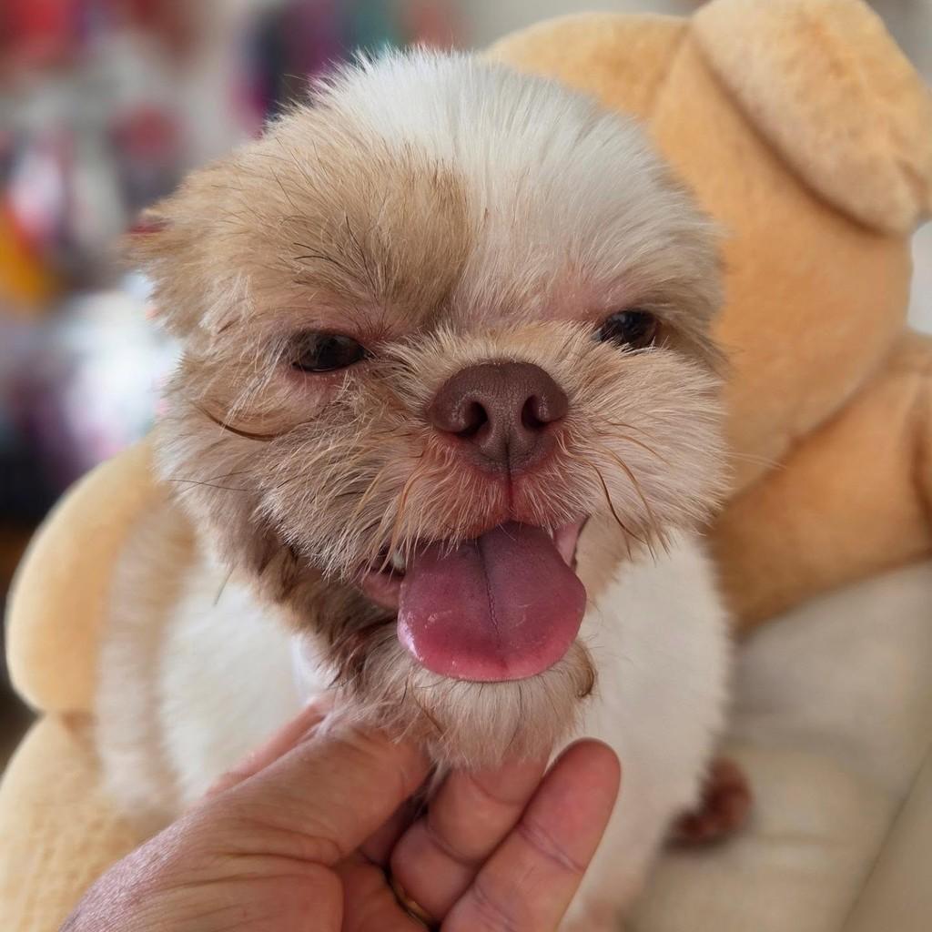 Sou bebê shih-tzu, cachorro de porte pequeno para adoção em Guaratinguetá - SP — foto 2 de 3