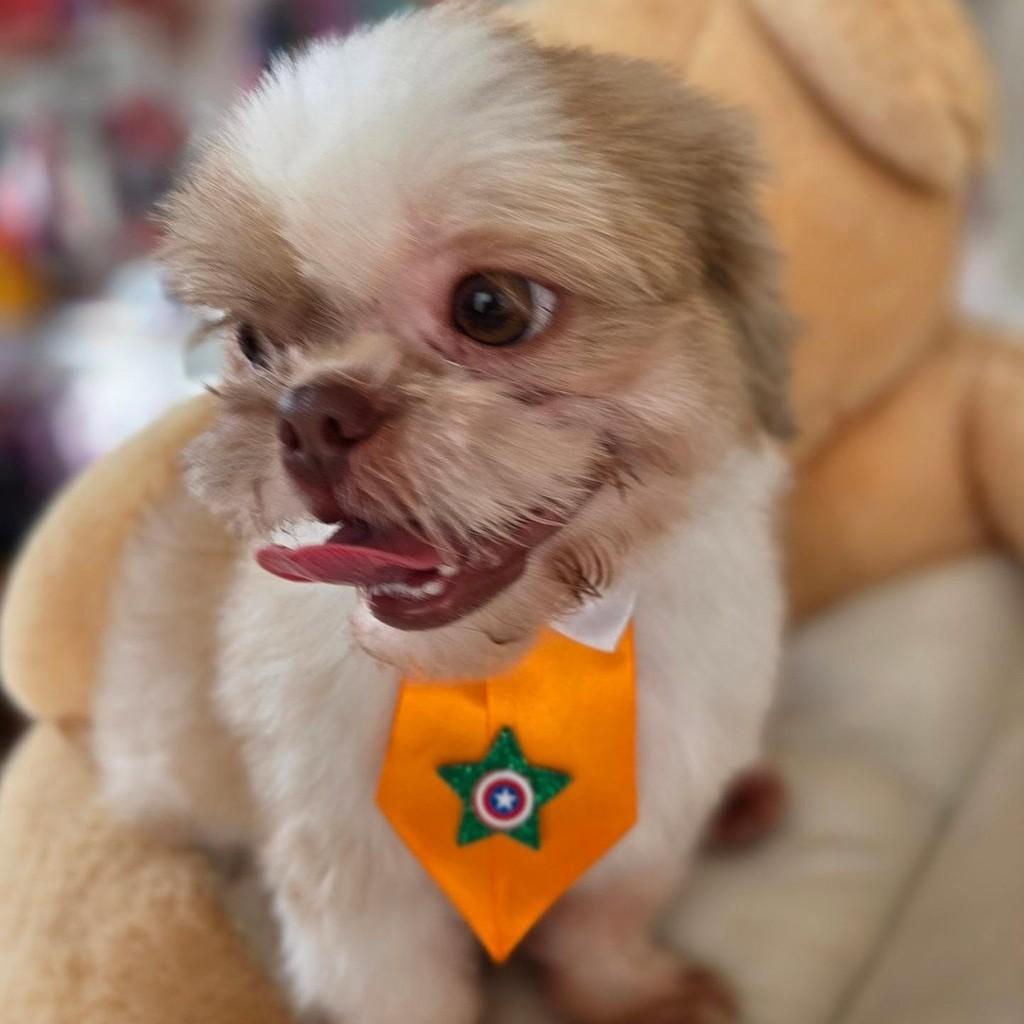 Sou bebê shih-tzu, cachorro de porte pequeno para adoção em Guaratinguetá - SP — foto 3 de 3