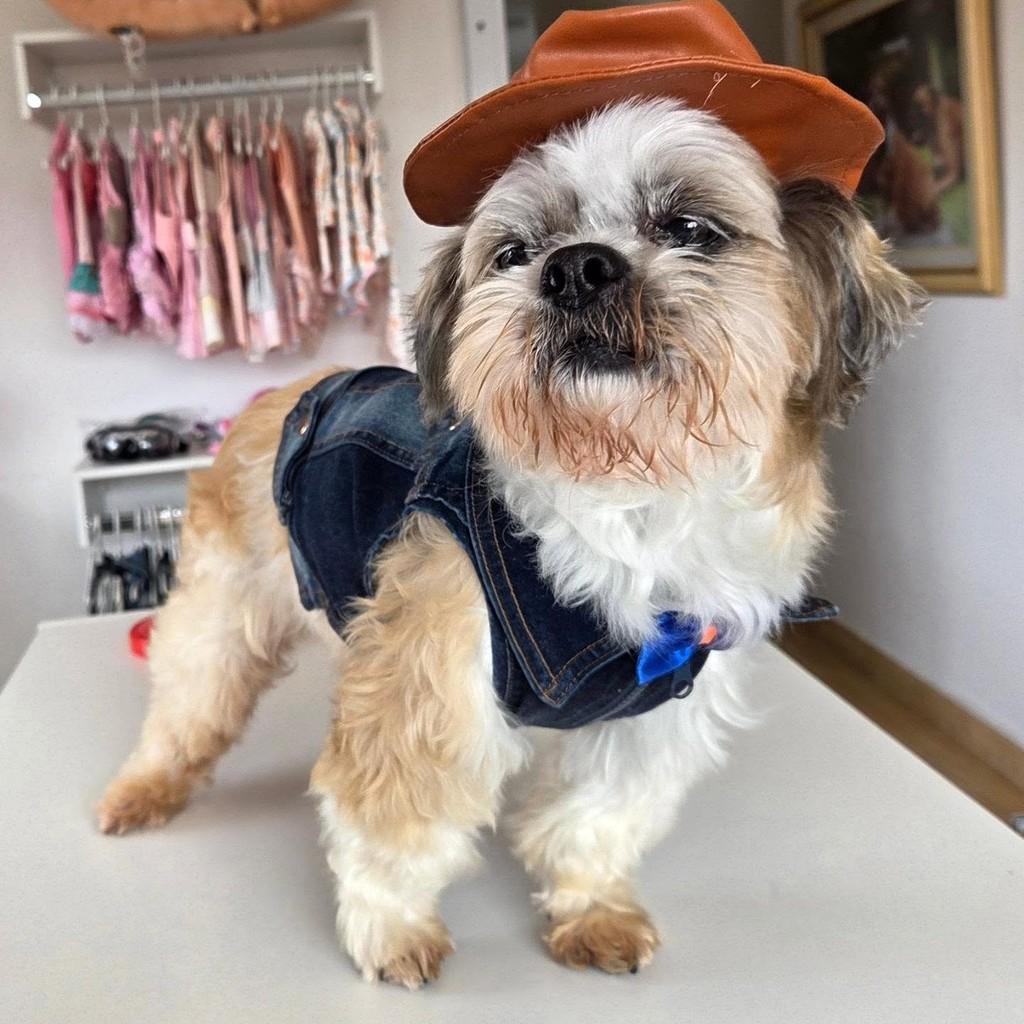 Cowboy, cachorro de porte médio para adoção em Guaratinguetá - SP
