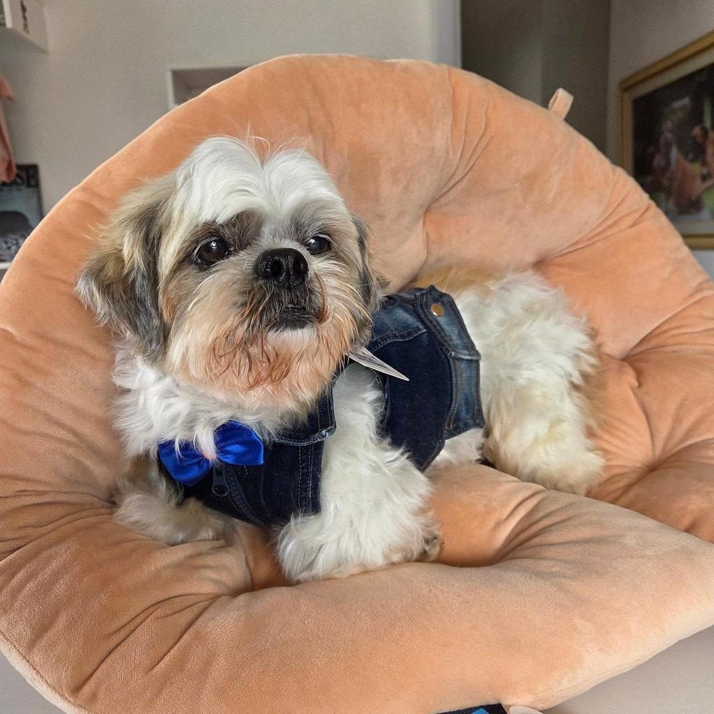 Cowboy, cachorro de porte médio para adoção em Guaratinguetá - SP — foto 2 de 3