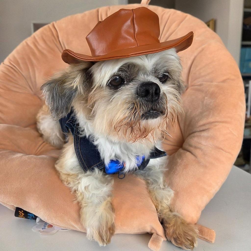 Cowboy, cachorro de porte médio para adoção em Guaratinguetá - SP — foto 3 de 3