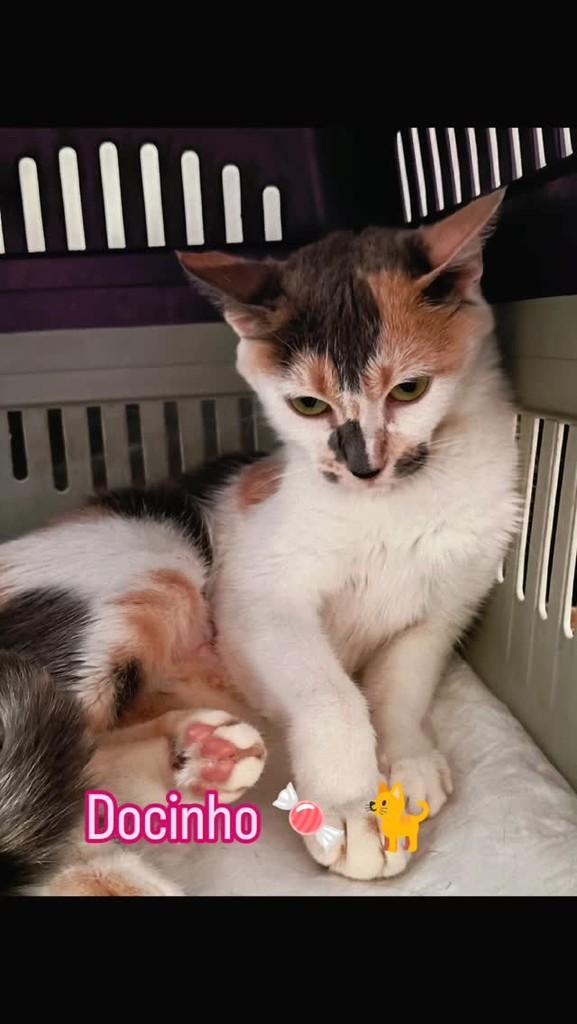 Docinho, gata de porte pequeno para adoção em Rio de Janeiro - RJ