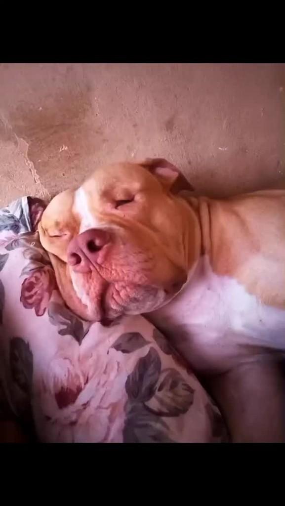 Hulk, cachorro de porte médio para adoção em Rio de Janeiro - RJ