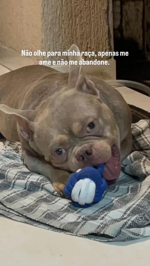 Taz, cachorro de porte pequeno para adoção em Rio de Janeiro - RJ