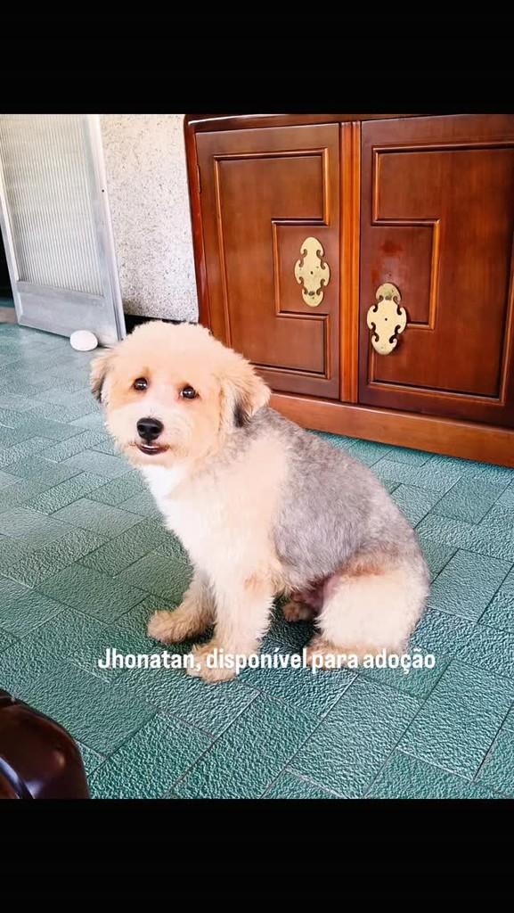 Jhonatan, cachorro de porte grande para adoção em Rio de Janeiro - RJ