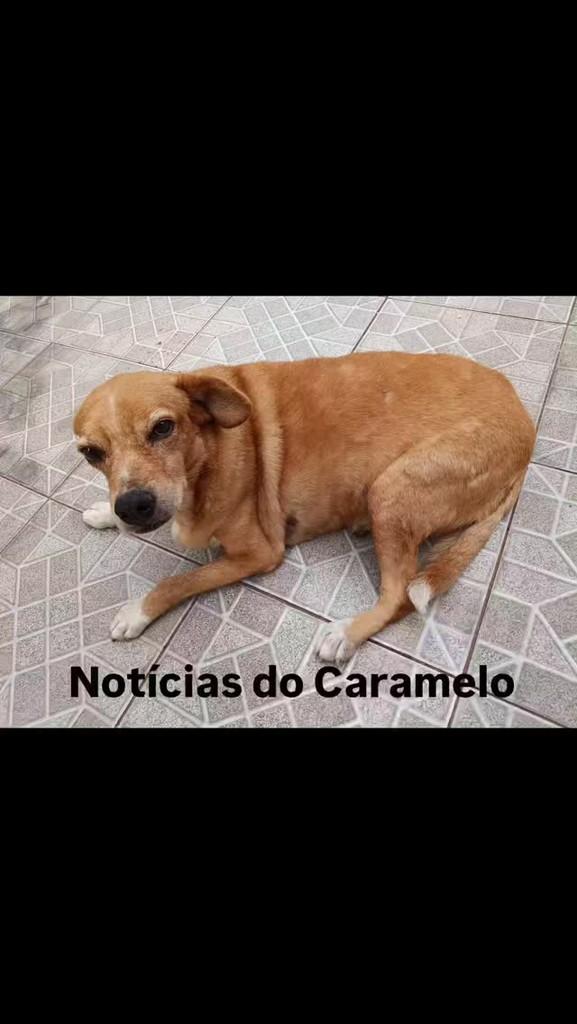 Caramelo, cachorro de porte médio para adoção em Rio de Janeiro - RJ