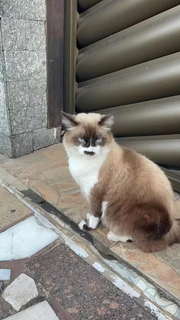 Riqueza, gato de porte pequeno para adoção em Rio de Janeiro - RJ