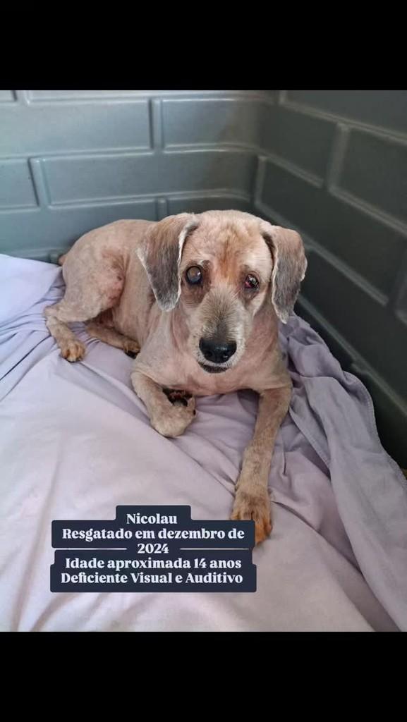 Nicolau, cachorro de porte pequeno para adoção em Rio de Janeiro - RJ