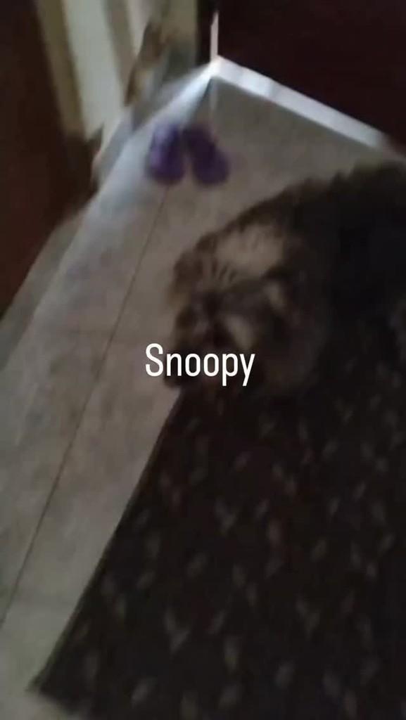 Snoopy, cachorro de porte médio para adoção em Rio de Janeiro - RJ