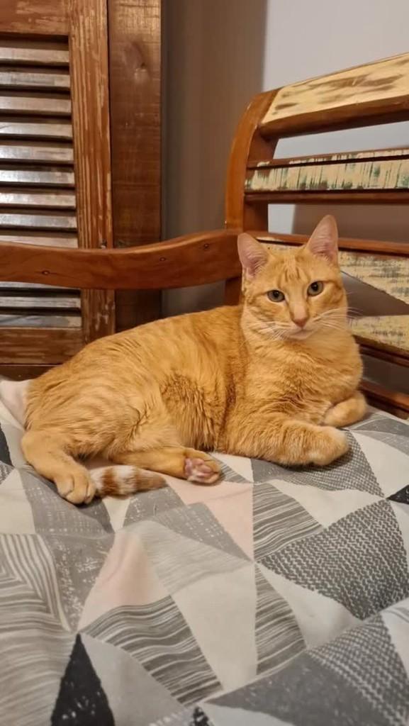 Luma, gata de porte médio para adoção em Rio de Janeiro - RJ