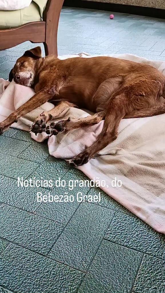 Grael, cachorro de porte pequeno para adoção em Rio de Janeiro - RJ
